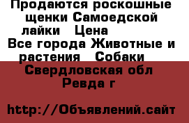 Продаются роскошные щенки Самоедской лайки › Цена ­ 40 000 - Все города Животные и растения » Собаки   . Свердловская обл.,Ревда г.